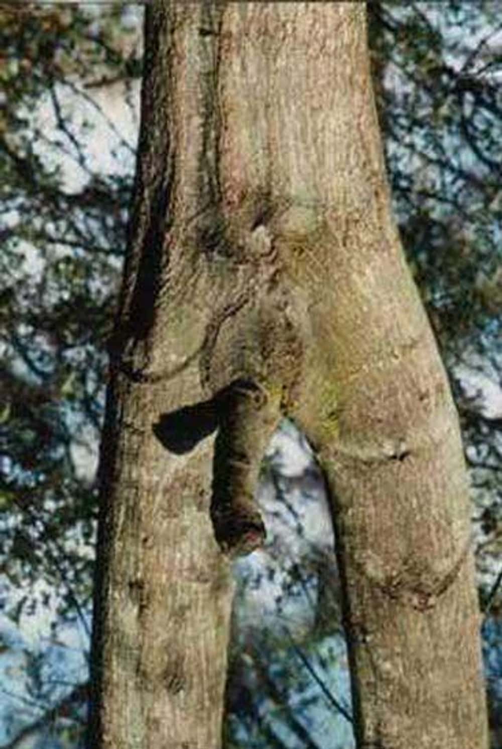 The Tree Of Life